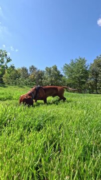 Purebred brown dachshund dog walking outdoors on vibrant green grass in a city park during sunny day. Vertical video.
