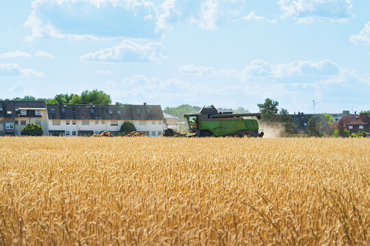 A field full of ears of grain, wheat, barley, or rye being harvested by a combine harvester. Harvest time.