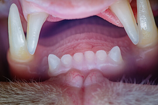 Cat opening mouth showing sharp teeth and gums