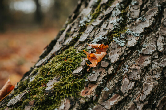 Textured pine tree bark with green moss. Autumn forest background with fallen leaves. Close up of rough tree trunk texture.