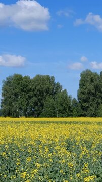 Vertical video of agricultural fields with yellow rape flowers under blue sky and clouds. Altai Krai