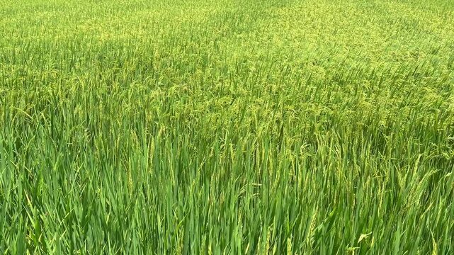 Lush green rice field filled with tall plants swaying gently in the breeze under blue sky, creating agricultural landscape in a rural area. High-quality footage. Rice cultivation in Vietnam, Asia