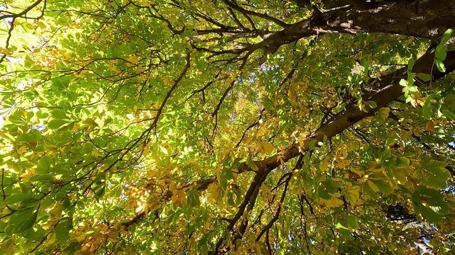 Beautiful view walking under a chestnut tree with golden and green leaves in a forest on sunny autumn day