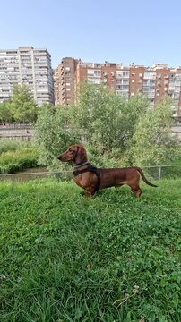 Brown dachshund dog standing alert on green grass, in guard position staring intently, focused watchful in urban park. Vertical video.