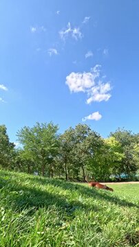 A purebred brown dachshund dog lying on its back and happily rolling on the green lawn of a sunny park, enjoying a moment of playful relaxation outdoors. Vertical video
