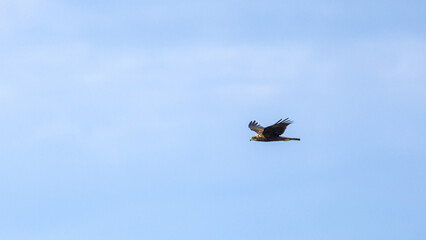 Obraz premium Western Marsh Harrier Flying Over Reservoir
