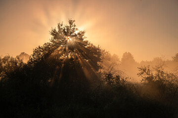 Fototapeta premium Spectacular sun rays bursting through tree canopy in morning fog with copy space above for text