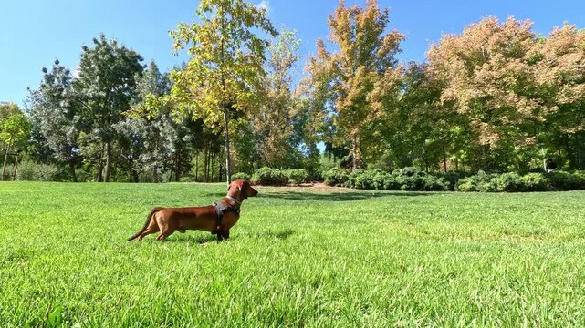 A brown dachshund dog walks through a green meadow, spots something in the distance, and runs off alert to investigate