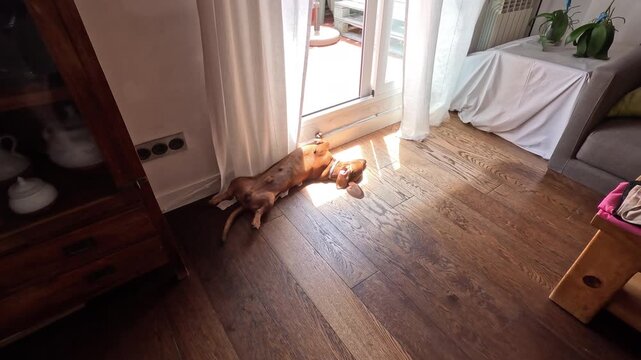 A peaceful brown dachshund dog sleeps deeply on its back on a wooden floor near a terrace door, showing total comfort and relaxation in a bright home
