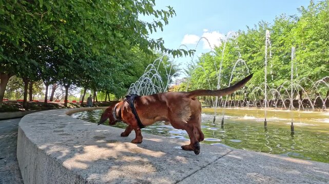 A brown dachshund dog balance walks on the concrete ledge of a park fountain and safely jumps down onto the ground
