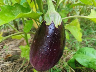eggplant on the Bush, bakłażan na krzaku © Anna