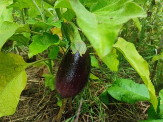 Fototapeta premium eggplant in the garden, bakłażan w ogrodzie 