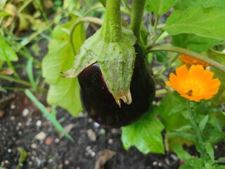 Eggplant in the garden. Bakłażan w ogrodzie  © Anna