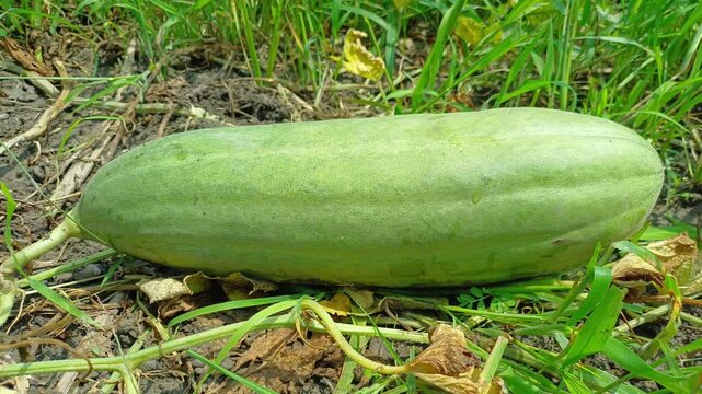 Unripe Green Oriental Melon Growing On Ground Vine In Farm Field Close Up Shot