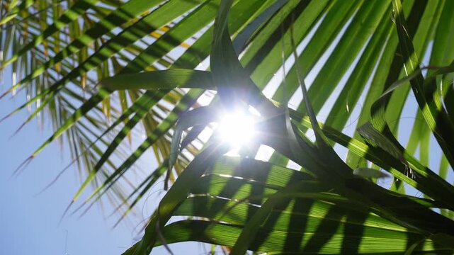 Green palm leaves let the sun's rays through, creating a summertime, serene and cheerful atmosphere
