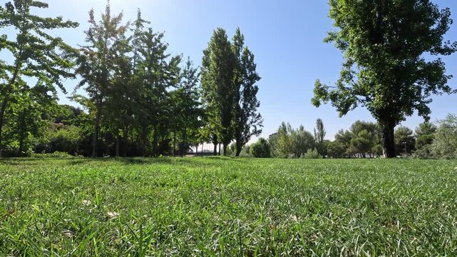 A smooth low-angle tracking shot moving over lush green grass meadow in an urban park with trees under a bright blue sunny sky

