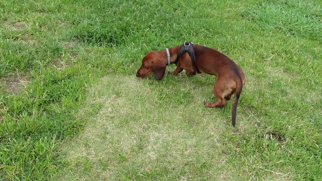 A focused brown dachshund dog sniffs the ground and follows a scent trail through the green grass of a meadow