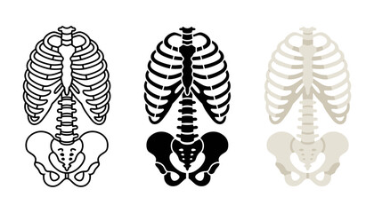 Human rib cage and pelvis skeleton vector illustration set © Maunsura