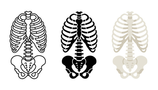 Human rib cage and pelvis skeleton vector illustration set