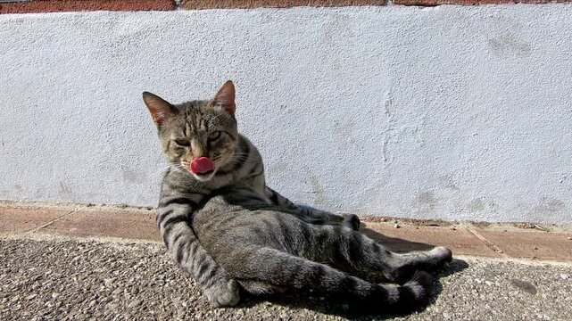 Gray tabby cat licking and washing itself while sitting on the ground of a street against a wall
