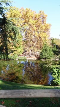 Vertical video of a beautiful view of pond reflecting fall colors surrounded by golden trees and evergreens in autumn. El Retiro Park in Madrid city, Spain
