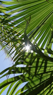 Vertical video of sun and blue sky seen through green palm leaves, composing a beautiful natural moving background
