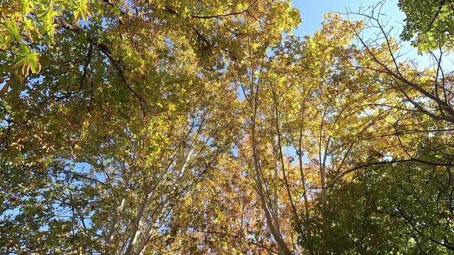 Walking beneath the golden autumn leaves of tall London plane trees (Platanus&nbsp;hispanica) stretching towards a bright blue sky, creating a warm and peaceful atmosphere in the forest
