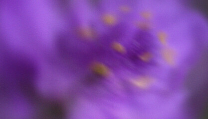 Purple flower macro background with soft blurred petals and delicate golden center floral texture