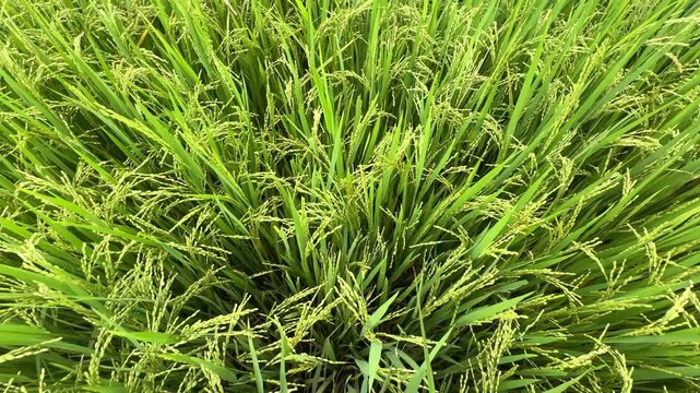 Aerial view of lush green rice paddy field with ripening grains, highlights agricultural landscape in rural area with rich textures and colors. High-quality footage. Rice cultivation in Vietnam, Asia