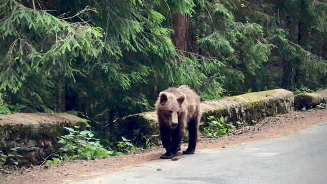 Brown bear steps the road from the forest, navigating around rocky barriers . transfagaras highway transylvania romania