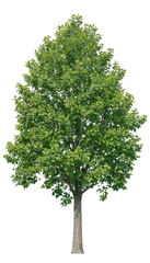 Fototapeta premium Single deciduous tree with lush green foliage during daylight