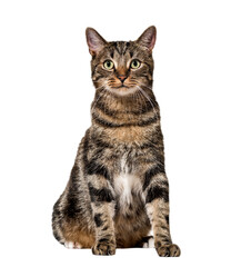 Fototapeta premium Striped mixed-breed cat sitting, isolated on white, (2 years old