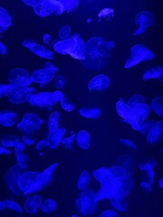 Jellyfish gracefully pulsating through deep blue water, showcasing vibrant colors and flowing tentacles in a mesmerizing underwater environment © GEMIMAGES