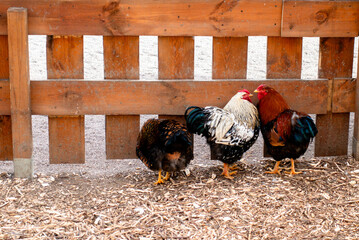 Beautiful Free Range Roosters and Chickens standing by a Rustic Wooden Fence on a Farm © dizfoto1973