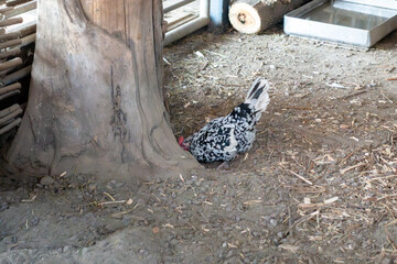 Black and White Speckled Hen Foraging Near a Tree Stump in a Rustic Chicken Coop © dizfoto1973