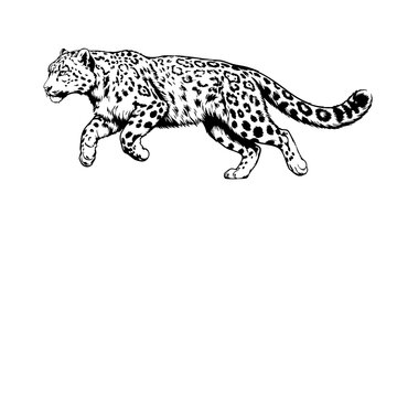 Snow leopard sprinting in motion with dynamic black and white line art illustration