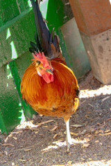 Vibrant Orange and Brown Rooster Standing on One Leg Next to a Green Fence in a Farmyard © dizfoto1973