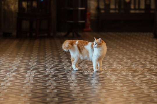Resident cat standing inside a historic heritage house with traditional tiled flooring and vintage interior architecture.