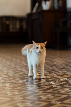 Resident cat standing inside a historic heritage house with traditional tiled flooring and vintage interior architecture.