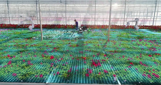 Smart Greenhouse with AI Robots and Drones for Automated Plant Production. Autonomous Robots and Drones Working in Modern Smart Greenhouse.