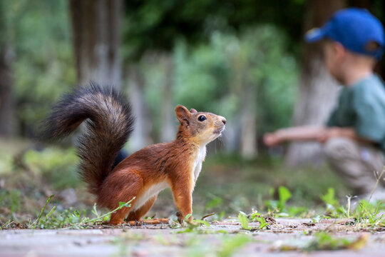 Squirrel in a summer park child background. Feeding wild animals, trust and care concept