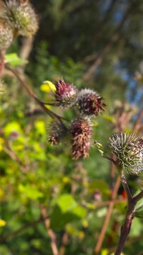Close up view of wild burdock plant seed heads, also known as Arctium, swaying gently in a green field during the golden hour with a beautiful soft focus background of sunlit foliage