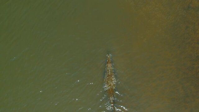 Large crocodile glides through ripple water of Tarcoles River Costa Rica