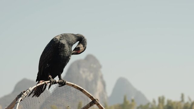 Close-up of a cormorant used for traditional fishing in Yangshuo, China.