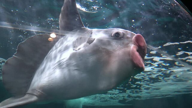 Closeup shot of Ocean sunfish, Mola mola, swimming underwater. 4K