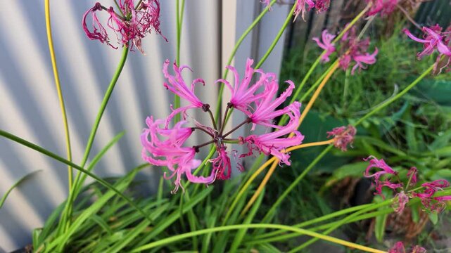 Delicate pink nerine bowdenii, also known as spider lily, gently sways in a backyard garden. Sunlight casts soft shadows on the background