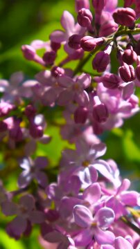 Beautiful lilac flowers blooming on a sunny spring day in a garden, with tender purple petals opening under the bright sunlight against a soft focus green and blue sky background