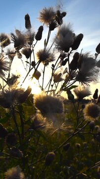 Golden sunset light shining through fluffy thistle seed heads in a rural field, with pappus flying away in the gentle breeze against a beautiful blue sky with lens flare