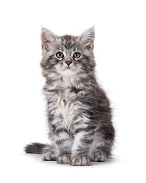 Cute grey silver Maine Coon cat kitten, sitting up facing front. Looking straight to camera with curious expression. Isolated on a white background.