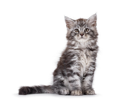 Cute grey silver Maine Coon cat kitten, sitting up facing front. Looking straight to camera with curious expression. Isolated on a white background.